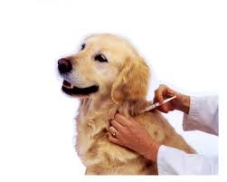 vaccinazioni cane