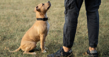 addestrare un cane da guardia
