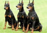 cani da guardia-
