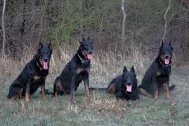 cani da guardia e difesa