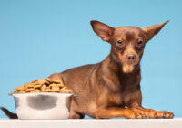 cane non mangia croccantini (2)