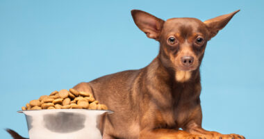 cane non mangia croccantini (2)