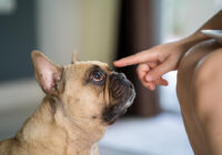 come addestrare un cane sordo