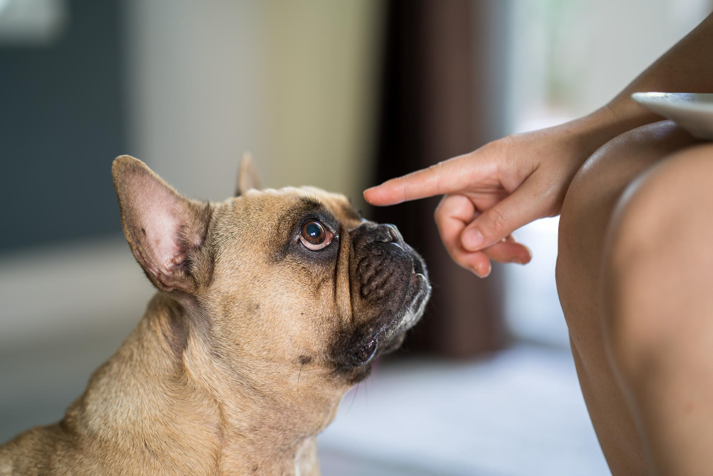 come addestrare un cane sordo