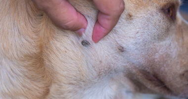 togliere zecca al cane