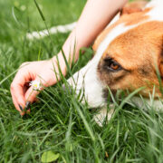 cane mangia erba e vomita