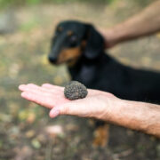 addestramento cane da tartufo