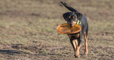 addestramento cane da riporto