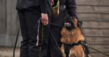 cane da guardia