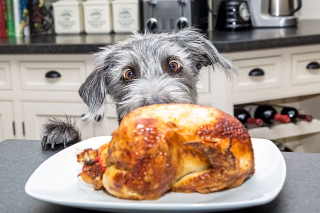 Pollo al cane: benefici, quantità consigliate e rischi da evitare ...